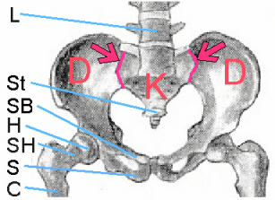 Bild 1: Übersicht über den Beckenring mit den Kreuzbein-Darmbein-Gelenken (Iliosakralgelenken)
