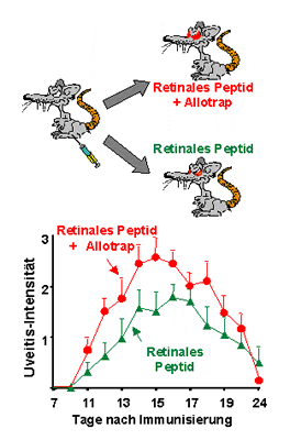 Bild 1: Werden Lewis-Ratten (ein Ratten-Stamm, der sehr empfnglich fr Autoimmunerkrankungen ist) mit einem Gemisch aus Augenpeptid und dem HLA-B27-Peptid (Allotrap) immunisiert, so wird eine deutlich strkere Augenentzndung beobachtet als nach alleiniger Immunisierung mit Augenpeptid.