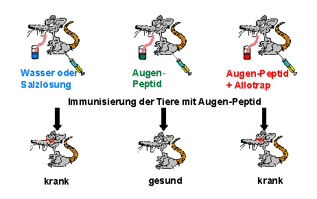 Bild 2: Allotrap strt die orale Toleranzinduktion: Das Fttern von Augen-Peptid kann verhindern, dass eine anschlieende Immunisierung mit diesem Peptid eine Entzndung im Auge hervorruft (orale Toleranz). Wird aber das Peptid Allotrap zu dem Augen-Peptid hinzugefttert, so erkranken die Tiere trotzdem, da Allotrap die Suppressorzellen behindert, die die orale Toleranz verursachen