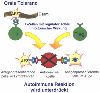 Bild 3: Vermutete Wirkung von Allotrap auf die Funktion regulatorisch wirkender Zellen des Immunsystems (ohne Allotrap).