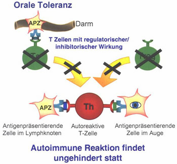 Bild 3: Vermutete Wirkung von Allotrap auf die Funktion regulatorisch wirkender Zellen des Immunsystems (mit Allotrap).